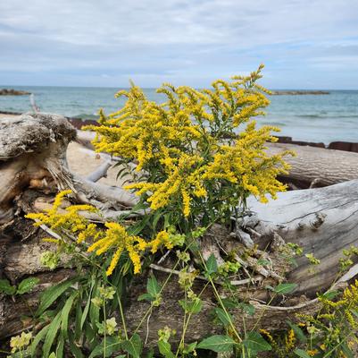 Solidago sempervirens 
