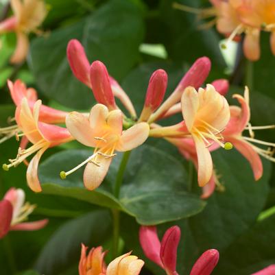 Lonicera x 'Coral Star'