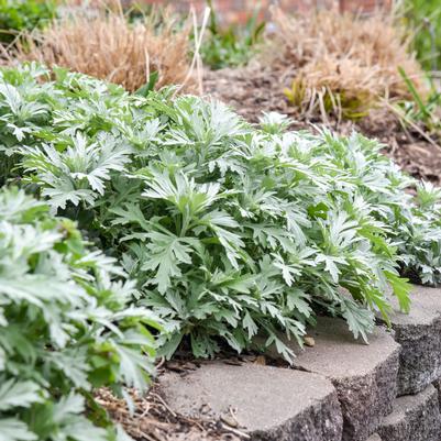 Artemisia x 'Silver Lining'