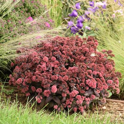 Sedum hybrid Rock 'N Grow® 'Midnight Velvet'