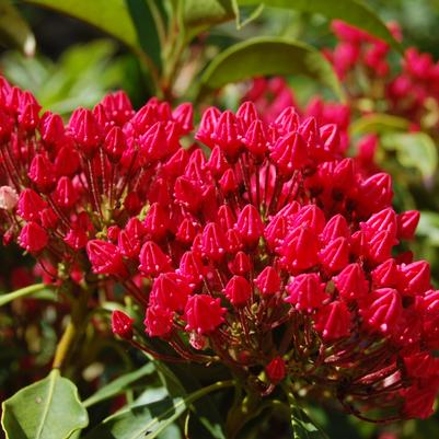 Kalmia latifolia Stoplight