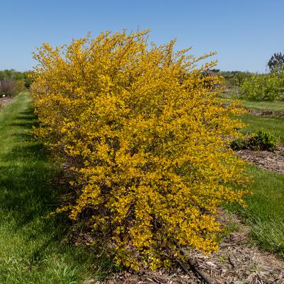 Physocarpus opulifolius Honeycomb®