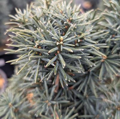 Taxus baccata 'Fastigiata'