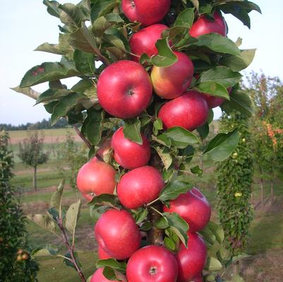 Malus x Fruit Snacks® Tasty Red™