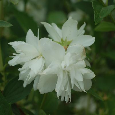 Philadelphus Buckleys Quill