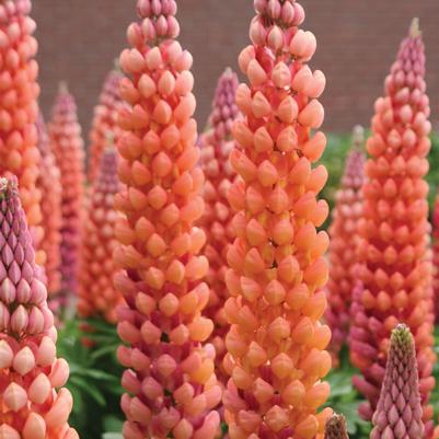 Lupinus Westcountry™ 'Salmon Star'