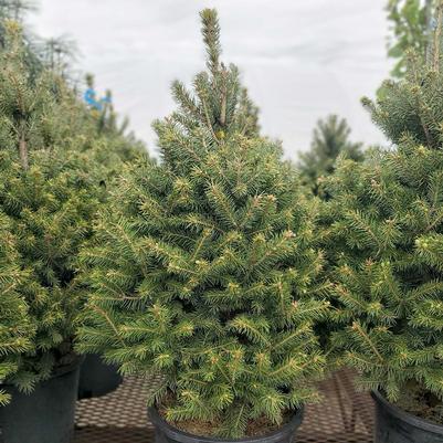 Picea pungens 'Sester Dwarf'