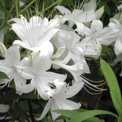 Azalea viscosum 'Weston's Innocence'