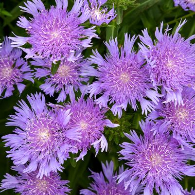 Stokesia laevis TOTALLY STOKED™ 'Riptide'