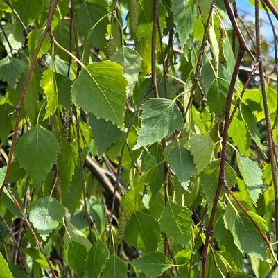 Betula pendula 'Youngii'