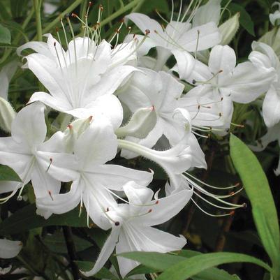 Azalea x 'Weston's Innocence'