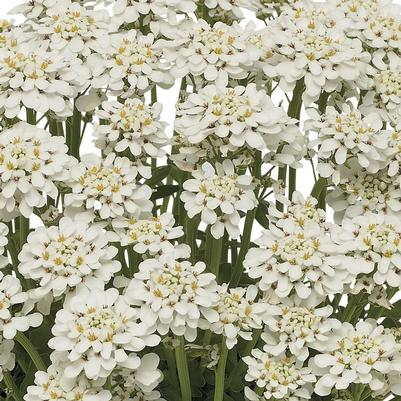 Iberis sempervirens Snowdrift™