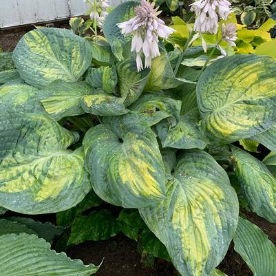 Hosta SHADOWLAND® 'Sound of Music'