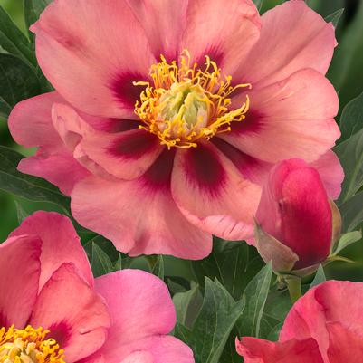 Paeonia x ITOH 'Old Rose Dandy'