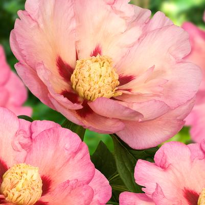 Paeonia x ITOH 'Pastel Splendor'