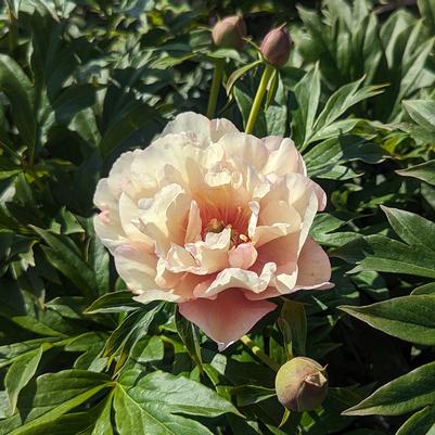 Paeonia x ITOH 'Scrumdiddlyumptious'