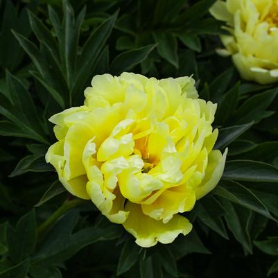 Paeonia x ITOH 'Viking Full Moon'