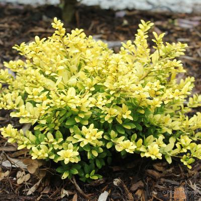 Ilex crenata Brass Buckle®