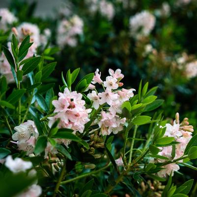 Rhododendron hirsutum x micrantha Bloombux® Blush