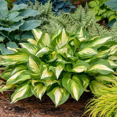 Hosta hybrid 'Miss America'