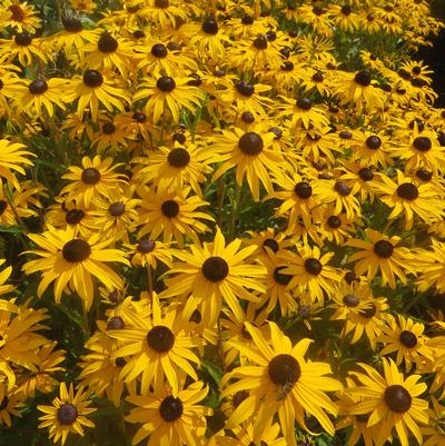 Rudbeckia fulgida 'Goldblitz'