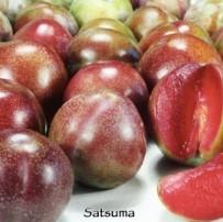 Prunus cerasifera 'Satsuma'