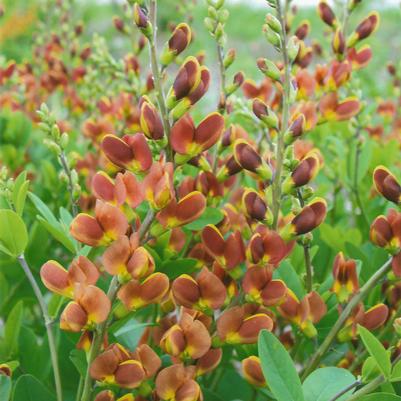 Baptisia x Decadence® 'Cherries Jubilee'