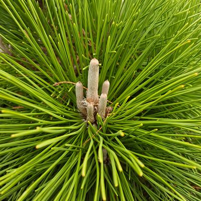 Pinus thunbergii Thunderhead