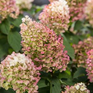 Hydrangea paniculata Little Hottie® Panicle Hydrangea