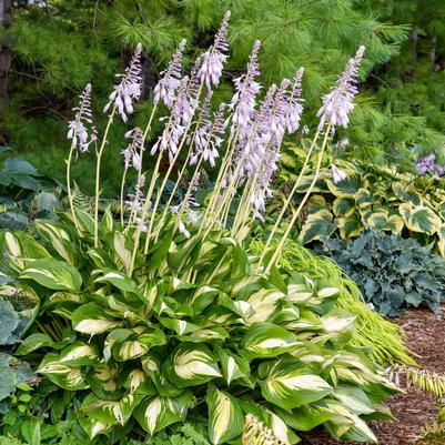 Hosta x Shadowland® 'Miss America'