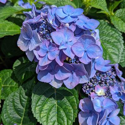 Hydrangea macrophylla Endless Summer® Pop Star®