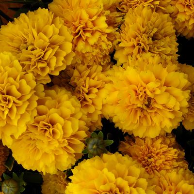 Coreopsis x Solanna™ Golden Sphere