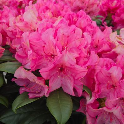 Rhododendron Holden's™ Fuchsia