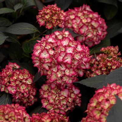 Hydrangea macrophylla Eclipse®