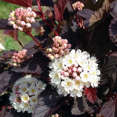 Physocarpus opulifolius Chroma Chameleon™