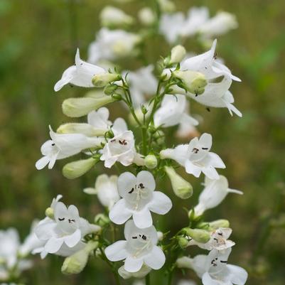 Penstemon digitalis