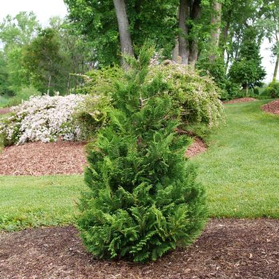 Chamaecyparis pisifera Cedar Rapids®