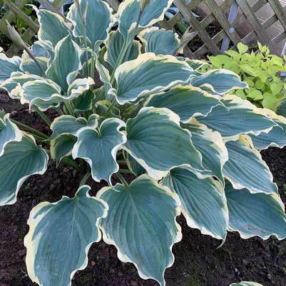 Hosta x Shadowland® 'Hope Springs Eternal'