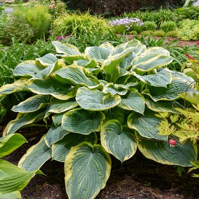 Hosta x Shadowland® 'Gigantosaurus'