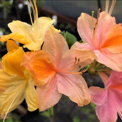 Azalea x 'Garden Rainbow'