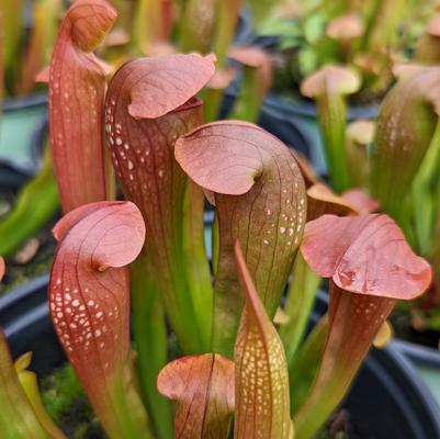 Sarracenia 'Bug Bat'