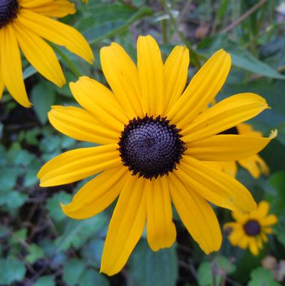 Rudbeckia hirta