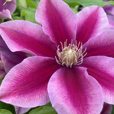 Clematis x Boulevard® Poseidon™