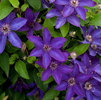 Clematis x 'The President'