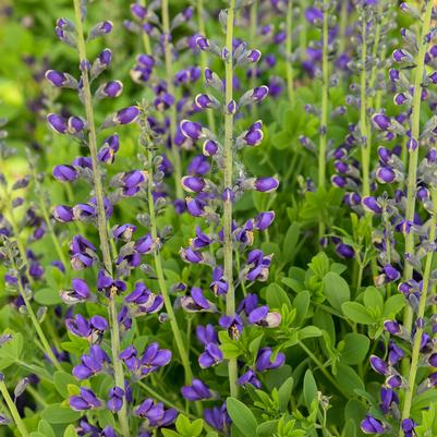 Baptisia x Decadence® 'Periwinkle Popsicle'
