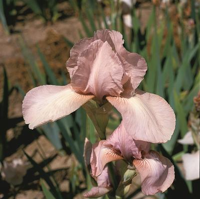 Iris germanica 'Precious Little Pink'