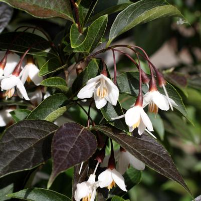 Styrax japonicus 'Evening Light'