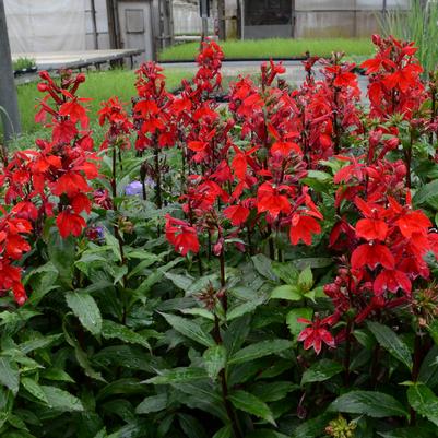 Lobelia x speciosa Starship™ Scarlet