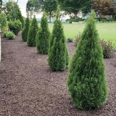 Thuja occidentalis Emerald Squeeze™