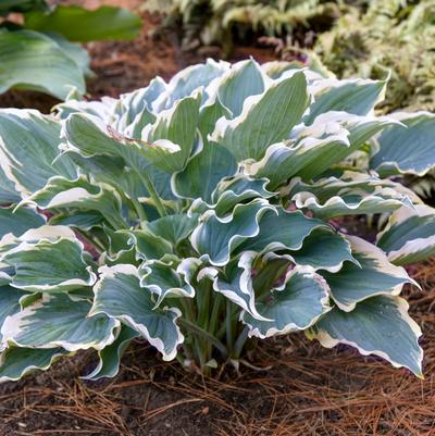 Hosta hybrid Shadowland® 'Hope Springs Eternal'